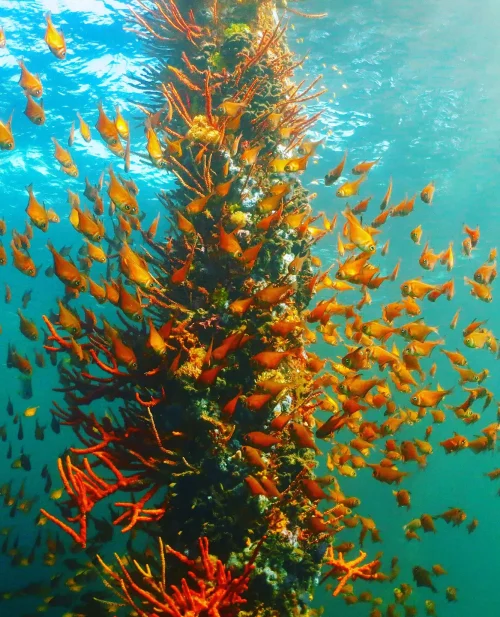 school of bright orange fish around a jetty leg