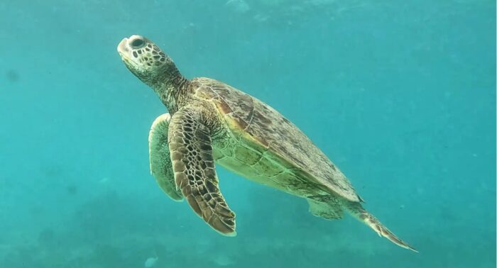 a sea turtle is swimming towards the surface of the ocean