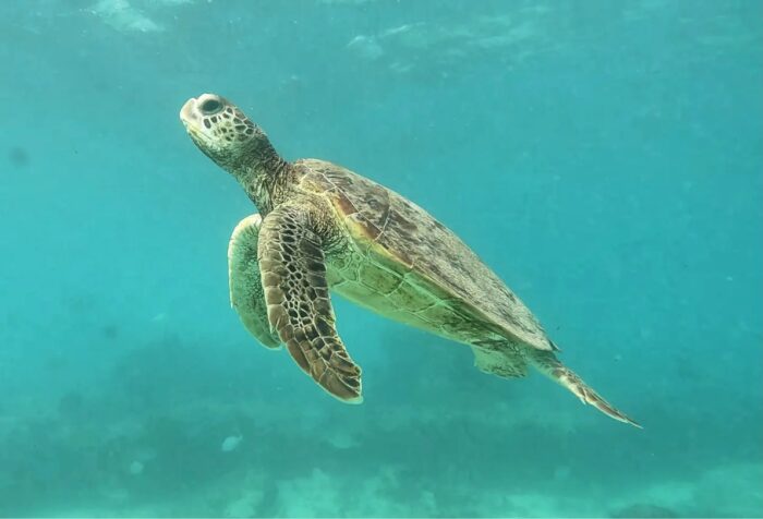 a sea turtle is swimming towards the surface of the ocean