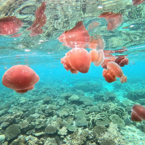 pink jellyfish in aqua water