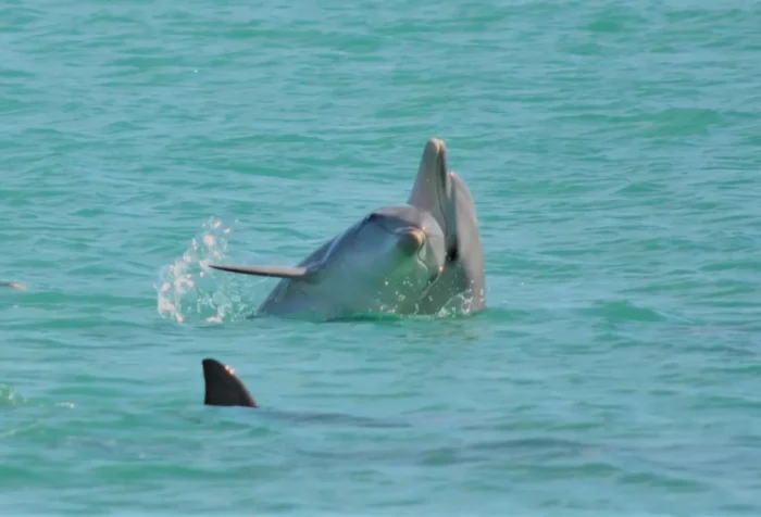 Two dolphins playing in the ocean