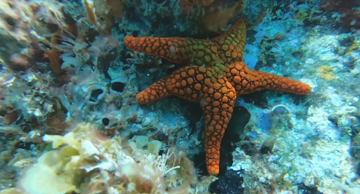 a red starfish