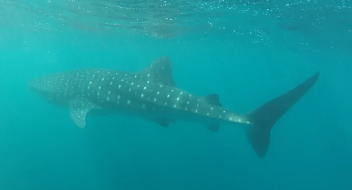 a whale shark peacefully swimming in the ocean