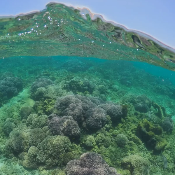 corals under the surface of the ocean