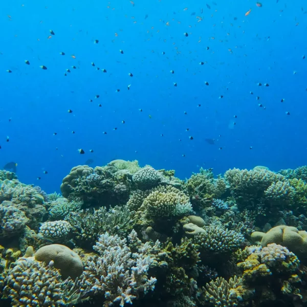 a beautiful coral reef with a school of fish swimming above