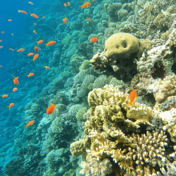 A coral reef with a school of orange fish swimming around