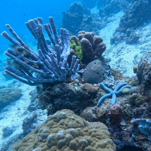 a coral reef with a blue starfish