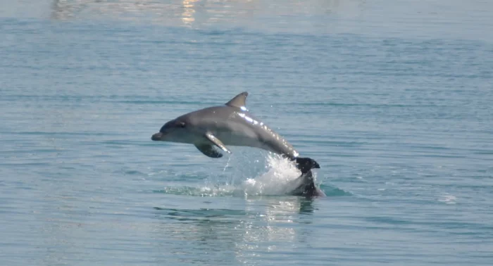 A dolphin leaping out of the ocean