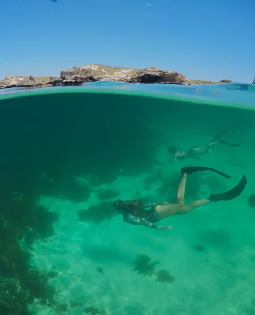 a split view of beneath the ocean and above