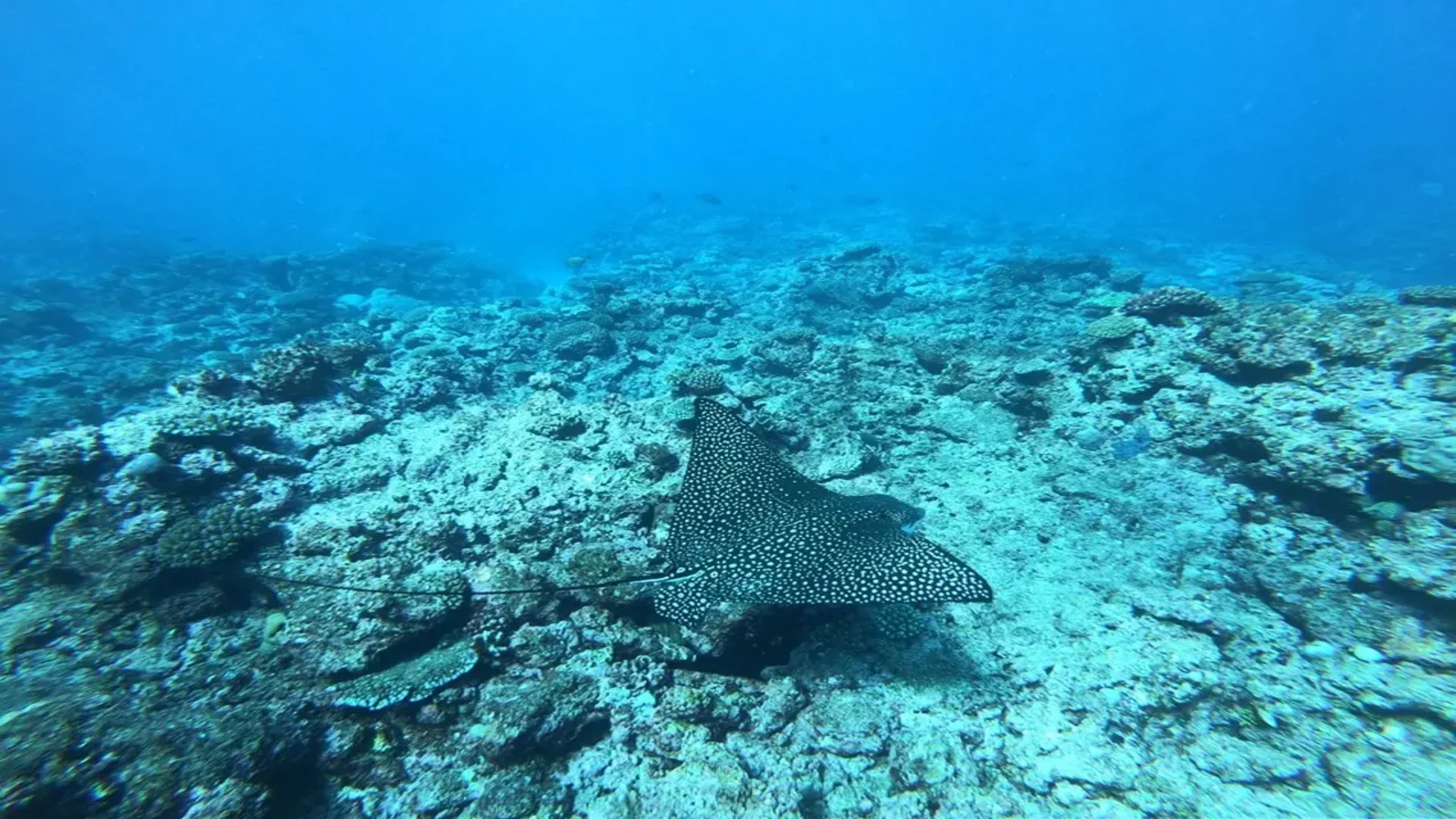 a manta ray swims above a rocky reef