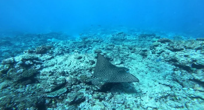 a manta ray swims above a rocky reef