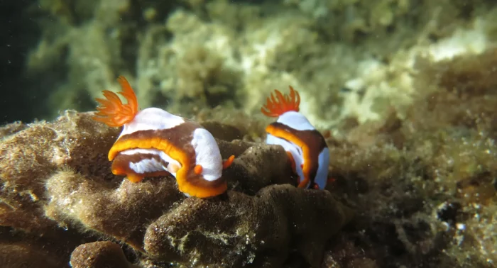 two nudibranches on a piece of coral