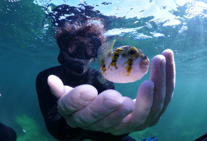 a diver holds a puffer fish