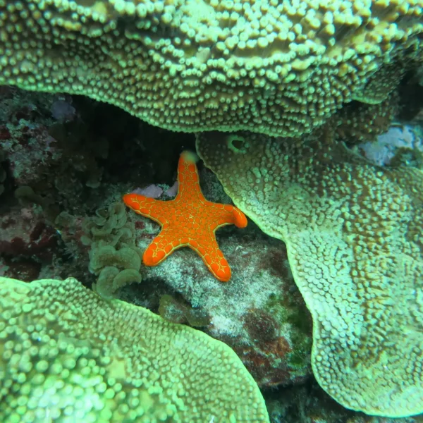 a bright red starfish amongst the coral reef