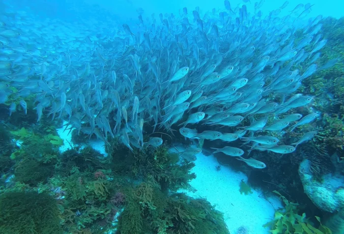 a large school of small fish