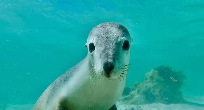 a young seal underwater looking at the camera