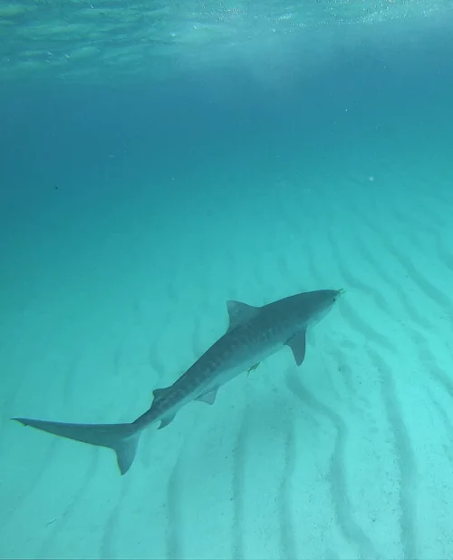 a shark swimming in bright aqua water