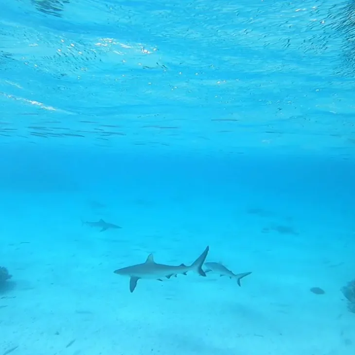 sharks swimming along the ocean floor